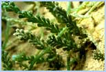 Caulerpa racemosa