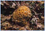 Cladocora caespitosa