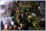 Cladocora caespitosa