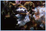 Clathrina coriacea