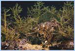 Cystoseira sp.