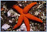 Echinaster sepositus