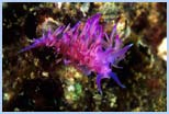 Flabellina affinis