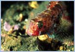 Gobius cruentatus