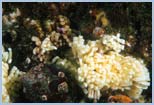 Hexaplex trunculus