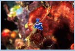 Hypselodoris messiniensis