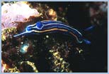 Hypselodoris tricolor