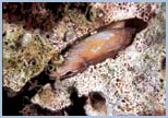 Lithophaga lithophaga