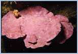 Lithophyllum sp.