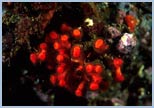 Myriapora truncata