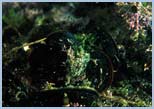 Mytilus galloprovincialis
