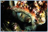 Octopus vulgaris