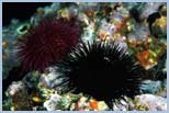 Paracentrotus lividus