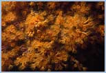 Parazoanthus axinellae
