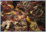 Peyssonnelia spp.