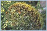 Pinna nobilis
