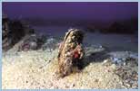 Pinna nobilis