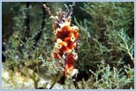Schizobrachiella sanguinea