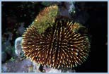 Sphaerechinus granularis