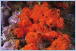 Spirastrella cunctatrix