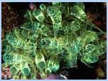 Aiptasia mutabilis