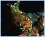 Aplysia depilans