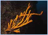 Axinella cannabina
