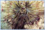Codylactis aurantiaca