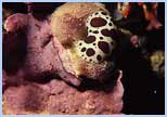 Discodoris atromaculata