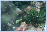 Flabellia petiolata