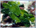 Halimeda tuna