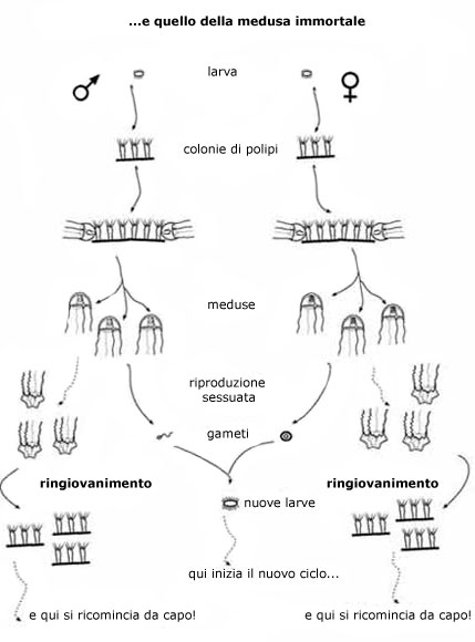 Ciclo vitale della medusa immortale