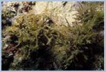 Laurencia obtusa