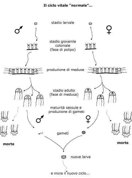 Ciclo di vita di una normale medusa